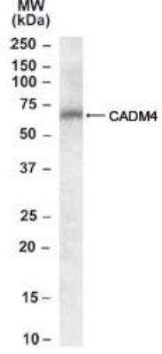 Western Blot: IGSF4C/SynCAM4 Antibody [NBP1-00164] - Analysis of Cell adhesion molecule 4 using NBP1-00164 in Human Brain (Cerebellum) lysate (35 ug protein in RIPA buffer) at 0.1 ug/ml.