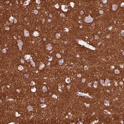 Immunohistochemistry-Paraffin: IGSF4D/SynCAM2/CADM2 Antibody [NBP1-81606] - Staining of human cerebral cortex shows high expression.