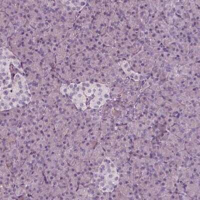 Immunohistochemistry-Paraffin: IGSF4D/SynCAM2/CADM2 Antibody [NBP1-81606] - Staining of human pancreas shows low expression as expected.