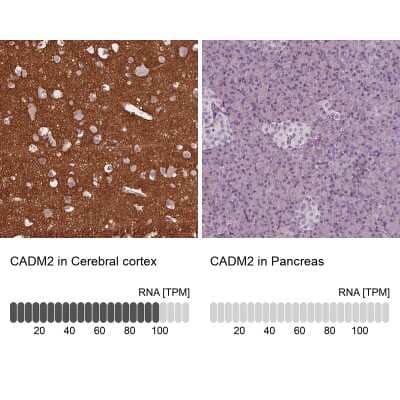 Immunohistochemistry-Paraffin: IGSF4D/SynCAM2/CADM2 Antibody [NBP1-81606] - Staining in human cerebral cortex and pancreas tissues using anti-CADM2 antibody. Corresponding CADM2 RNA-seq data are presented for the same tissues.