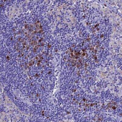 Immunohistochemistry-Paraffin IGSF6/DORA Antibody - BSA Free