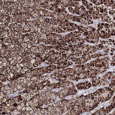 Immunohistochemistry-Paraffin: IGSF9 Antibody [NBP1-93676] - Staining of human adrenal gland shows strong cytoplasmic positivity in cortical cells.