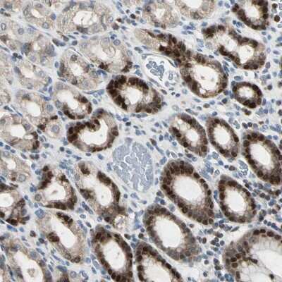 Immunohistochemistry-Paraffin: IHPK2 Antibody [NBP1-89635] - Staining of human stomach shows strong nuclear positivity in glandular cells.