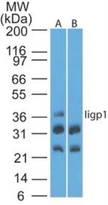Western Blot: IIGP1 Antibody [NBP2-03970] - Analysis of Iigp1 using Iigp1 polyclonal antibody. Mouse NIH 3T3 lysate in the absence (A) and presence (B) of immunizing peptide probed with Iigp1 antibody at 4 ug/ml. I goat anti-rabbit Ig HRP secondary antibody and PicoTect ECL substrate solution were used for this test.