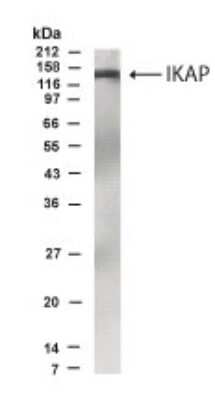 Western Blot: IKBKAP Antibody [NB600-213] - Analysis of IKBKAP in Interleukin-1-stimulated 293 cells using this antibody at 1:500 dilution.