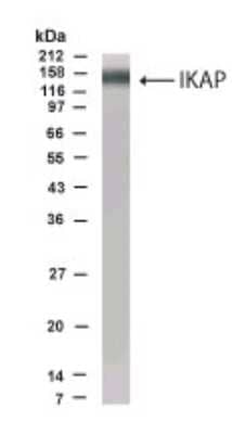 Western Blot: IKBKAP Antibody [NB600-214] - Analysis of IKBKAP in Interleukin-1-stimulated 293 cells using NB600-214 at 1:500 dilution