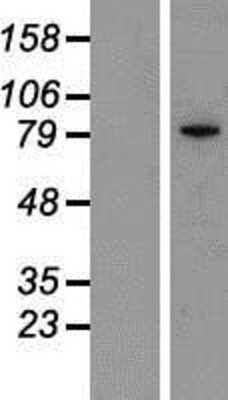 Western Blot: IKBKE Overexpression Lysate (Adult Normal) [NBP2-07392] Left-Empty vector transfected control cell lysate (HEK293 cell lysate); Right -Over-expression Lysate for IKBKE.