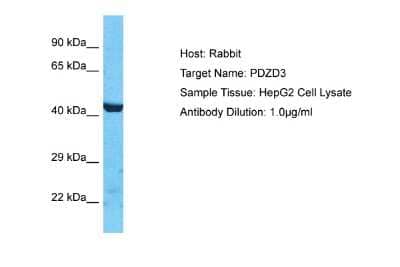 Western Blot: IKEPP Antibody [NBP2-84087] - Host: Rabbit. Target Name: PDZD3. Sample Type: HepG2 Whole Cell lysates. Antibody Dilution: 1.0ug/ml