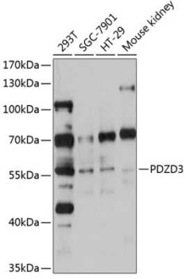 Western Blot: IKEPP Antibody [NBP3-03308] - Analysis of extracts of various cell lines, using IKEPP antibody at 1:1000 dilution. Secondary antibody: HRP Goat Anti-Rabbit IgG (H+L) at 1:10000 dilution. Lysates/proteins: 25ug per lane. Blocking buffer: 3% nonfat dry milk in TBST. Detection: ECL Basic Kit.