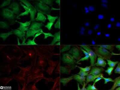 Immunocytochemistry/Immunofluorescence: IKK alpha Antibody (14A231) - Azide Free [NBP2-27409] - IKK alpha antibody was tested in HeLa cells with Dylight 488 (green). Nuclei and alpha-tubulin were counterstained with DAPI (blue) and DyLight 550 (red). An antibody dilution of 1:10 was used. Image objective 40X.