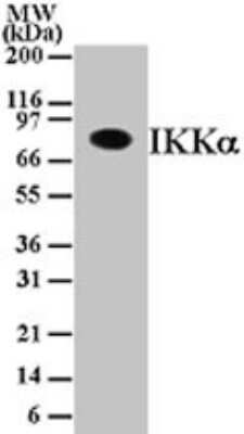 Western Blot: IKK alpha Antibody (14A231) - Azide Free [NBP2-27409] - Analysis of IKK in Daudi cell lysate using IKKa monoclonal antibody at 1 ug/mL.