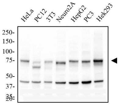 Western Blot: IKK alpha Antibody (14A231) - Azide Free [NBP2-27409] - Total protein from various Human, Mouse and Rat cell lines were separated on a 12% gel by SDS-PAGE, transferred to PVDF membrane and blocked in 5% non-fat milk in TBST. The membrane was probed with 1.0 ug/mL anti-IKK-alpha in 1% non-fat milk in TBST and detected with an anti-mouse HRP secondary antibody using chemiluminescence. Image using the BSA free format of this product.