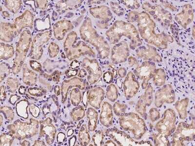 Immunohistochemistry-Paraffin: IKK alpha Antibody [NBP2-97348] - Immunochemical staining of human IKK alpha in human kidney with rabbit polyclonal antibody at 1:100 dilution, formalin-fixed paraffin embedded sections.