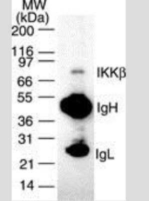 Immunoprecipitation: IKK beta Antibody (10A9B6) - Azide Free [NBP2-33214] - Antibody was used to immunoprecipitate IKKb from 1x10^6 Daudi cells and the immuno-precipitated protein was detected by western blotting using NB100-56509. IKKb was detected as a protein of ~87 kD.