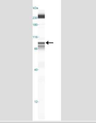 Simple Western: IKK beta Antibody (10A9B6) - Azide Free [NBP2-33214] - Lane view shows a specific band for IKK beta in 1.0 mg/ml of HeLa lysate.  This experiment was performed under reducing conditions using the 12-230 kDa separation system. *Non-specific interaction with the 230 kDa standard may be seen with this antibody.