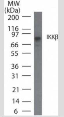 Western Blot: IKK beta Antibody (10A9B6) - Azide Free [NBP2-33214] - Analysis in Daudi cell lysate using IKK beta antibody at 5 ug/ml.