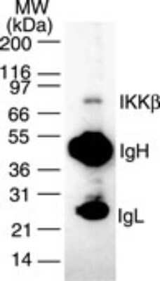 Western Blot: IKK beta Antibody (10A9B6) [Biotin] [NB100-55780] - NB100-55780 was used to immunoprecipitate IKKb from 1x10^6 Daudi cells and the immuno-precipitated protein was detected by western blotting using NB100-55778. IKKb was detected as a protein of ~87 kD.