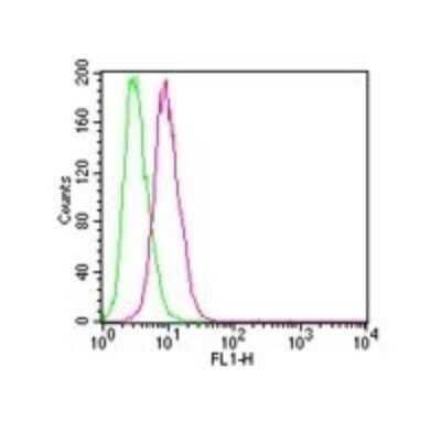 Flow Cytometry: IKK beta Antibody (10AG2) - Azide and BSA Free [NBP2-80788] - Analysis using the Alexa Fluor (R) 488 conjugate of NB100-56509. Staining of IKKbeta in HEK 293 cells using 0.1 ug of Alexa Fluor 488-conjugated antibody. Green histogram represents the isotype control , red represents the IKKbeta antibody.