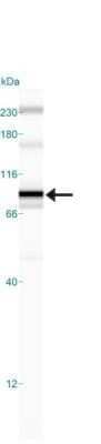 Simple Western: IKK beta Antibody (10AG2) - Azide and BSA Free [NBP2-80788] - Lane view shows a specific band for IKK beta in 1.0 mg/ml of HeLa lysate. This experiment was performed under reducing conditions using the 12-230 kDa separation system. Image from the standard format of this antibody.