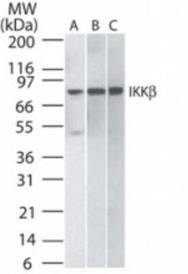 Western Blot: IKK beta Antibody (10AG2) - Azide and BSA Free [NBP2-80788] - Analysis of A) human Daudi, B) HeLa, and C) mouse NIH3T3 lysate probed with IKKbeta antibody at 2 ug/ml. Image from the standard format of this antibody.