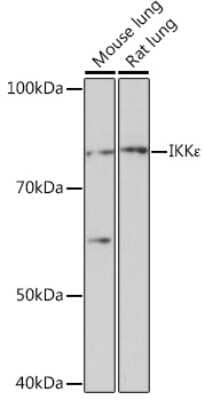 Western Blot IKK epsilon/IKBKE Antibody (5N4J8)