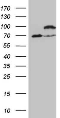 Western Blot: IKK epsilon/IKBKE Antibody (OTI3C5) - Azide and BSA Free [NBP2-71490] - Analysis of HEK293T cells were transfected with the pCMV6-ENTRY control (Left lane) or pCMV6-ENTRY IKBKE.