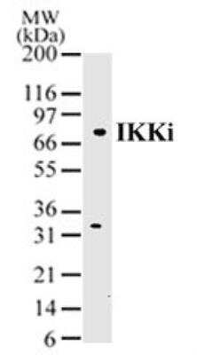 Western Blot: IKK epsilon/IKBKE Antibody [NB100-56329] -  Analysis of IKKe in Daudi lysate using IKK epsilon/IKBKE antibody at 2 ug/ml.