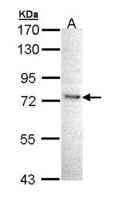 Western Blot: IKK epsilon/IKBKE Antibody [NBP1-33052] - Sample (30 ug of whole cell lysate) A: 293T 7.5% SDS PAGE; antibody diluted at 1:1000.