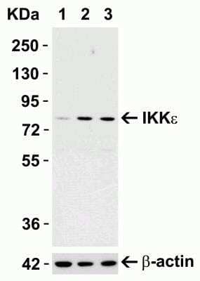 Western Blot IKK epsilon/IKBKE Antibody - BSA Free