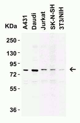 Western Blot IKK epsilon/IKBKE Antibody - BSA Free