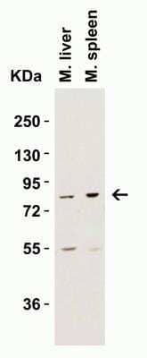 Western Blot: IKK epsilon/IKBKE Antibody [NBP1-76800] - Validation in Mouse Tissue Lysates. Loading: 15 ug of lysates per lane. Antibodies: IKK epsilon/IKBKE NBP1-76800 (2 ug/mL), 1h incubation at RT in 5% NFDM/TBST. Secondary: Goat anti-rabbit IgG HRP conjugate at 1:10000 dilution.