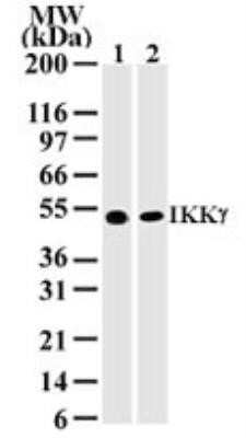 Western Blot: IKK gamma Antibody (72C627) - Azide Free [NBP2-33224] - Analysis using IKK gamma (NEMO) antibody. Lysate from 1) human Jurkat and 2) mouse NIH 3T3 cells probed with IKK gamma antibody at 2 ug/ml. Image from the standard format of this antibody.