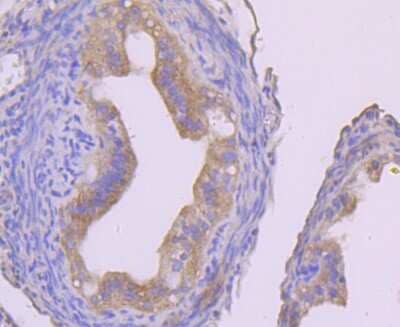 Immunohistochemistry-Paraffin: IKK gamma Antibody (JA11-83) [NBP2-66904] - Analysis of paraffin-embedded mouse fallopian tube tissue using anti-IKK gamma antibody. Counter stained with hematoxylin.
