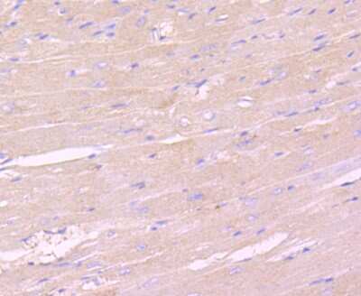 Immunohistochemistry-Paraffin: IKK gamma Antibody (JA11-83) [NBP2-66904] - Analysis of paraffin-embedded mouse heart tissue using anti-IKK gamma antibody. Counter stained with hematoxylin.