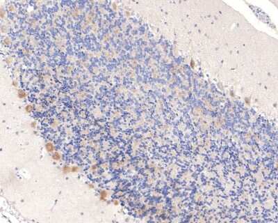 Immunohistochemistry-Paraffin: IKK gamma Antibody (JA11-83) [NBP2-66904] - Analysis of paraffin-embedded rat cerebellum tissue with Rabbit anti-IKK gamma antibody washed with ddH2O and PBS, and then probed with the primary antibody  at 1/400 dilution for 1 hour at room temperature. The detection was performed using an HRP conjugated compact polymer system. DAB was used as the chromogen. Tissues were counterstained with hematoxylin and mounted with DPX.