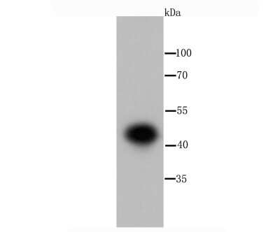 Western Blot: IKK gamma Antibody (JA11-83) [NBP2-66904] - Analysis of IKK gamma on Hela cell using anti-IKK gamma antibody at 1/1,000 dilution.