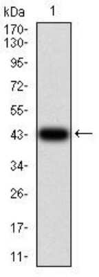 Western Blot: IL-1 RAPL1/IL-1 R8 Antibody (2H3C12) [NBP2-52491] - Western blot analysis using IL1RAPL1 mAb against human IL1RAPL1 (AA: 541-694) recombinant protein. (Expected MW is 43.3 kDa)