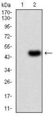 Western Blot: IL-1 RAPL1/IL-1 R8 Antibody (2H3C12) [NBP2-52491] - Analysis using IL1RAPL1 mAb against HEK293 (1) and IL1RAPL1 (AA: 541-694)-hIgGFc transfected HEK293 (2) cell lysate.