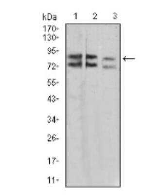 Western Blot: IL-1 RAPL1/IL-1 R8 Antibody (2H3C12) [NBP2-52491] - Analysis using IL1RAPL1 mouse mAb against  A431 (1), SK-Hep-1 (2), and HL-7702 (3) cell lysate.