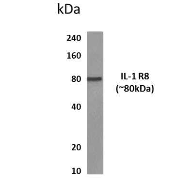 Western Blot: IL-1 RAPL1/IL-1 R8 Antibody (MM0353-3R16) [NBP2-11648] - Lysates of human placental tissue