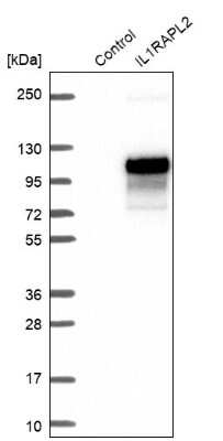 Western Blot: IL-1 RAPL2/IL-1 R9 Antibody [NBP1-81598] - Analysis in control (vector only transfected HEK293T lysate) and IL1RAPL2 over-expression lysate (Co-expressed with a C-terminal myc-DDK tag (3.1 kDa) in mammalian HEK293T cells).