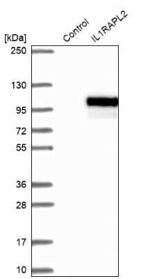 Western Blot: IL1RAPL2 Antibody [NBP2-38282] - Analysis in control (vector only transfected HEK293T lysate) and IL1RAPL2 over-expression lysate (Co-expressed with a C-terminal myc-DDK tag (3.1 kDa) in mammalian HEK293T cells).