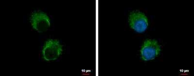 Immunocytochemistry/Immunofluorescence: IL-1 alpha/IL-1F1 Antibody [NBP2-16939] - H1299 cells were fixed in 4% paraformaldehyde at RT for 15 min. Green: IL1 alpha protein stained by IL1 alpha antibody diluted at 1:500. Blue: Hoechst 33342 staining. Scale bar = 10 um.