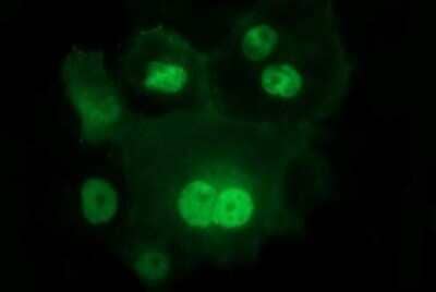 Immunocytochemistry/Immunofluorescence: IL-1 alpha/IL-1F1 Antibody (OTI2F8) - Azide and BSA Free [NBP2-71021] - Analysis  of COS7 cells transiently transfected by pCMV6-ENTRY IL-1 alpha.