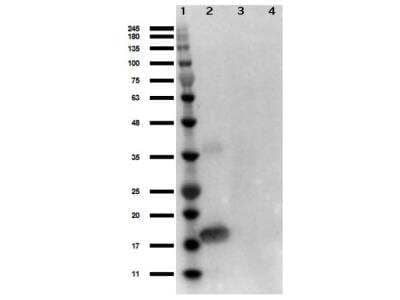 Western Blot: IL-1 alpha/IL-1F1 Antibody [NBP1-77882] - Analysis of Rabbit Anti-Human IL-1 alpha Antibody. Lane 1: Opal Prestained Molecular Weight Ladder. Lane 2: IL-1 alpha 50ng. Lane 3: MEF WC lysate 10ng. Lane 4: MEF LPS stimulated 10ng. Blocking: BlockOut Buffer. Primary Antibody: Anti-IL-1a. Secondary Antibody: Goat anti-Rabbit HRP.