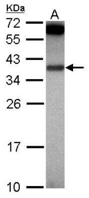 Western Blot: IL-1 alpha/IL-1F1 Antibody [NBP2-16939] - Sample (30 ug of whole cell lysate) A: HepG2 12% SDS PAGE gel, diluted at 1:1000.