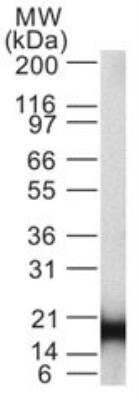 Western Blot: IL-1 beta/IL-1F2 Antibody (43N1F9) [NBP2-27340] -  Analysis of IL-1 beta in full-length recombinant protein using IL-1 beta antibody. Goat anti-mouse Ig HRP secondary antibody and PicoTect ECL substrate solution  were used for this test.