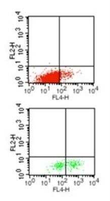 Flow Cytometry: IL-1 beta/IL-1F2 Antibody (43N3D8) - Azide and BSA Free [NBP2-80793] - Intracellular staining of Interleukin-1 beta positive T cells (upper panel) & monocytes (lower panel) from stimulated PBMC (with a cocktail of TLR ligands and PMA/IM for 6h) using Interleukin-1 beta antibody at 0.5 ug/10^6 cells. Image from the standard format of this antibody.