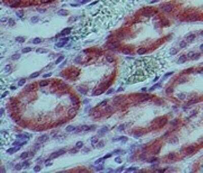 Immunocytochemistry: IL-1 beta/IL-1F2 Antibody (43N3D8) - Azide and BSA Free [NBP2-80793] - Analysis of Interleukin-1 beta in human kidney tissue using Interleukin-1 beta antibody at 5 ug/ml. Image from the standard format of this antibody.