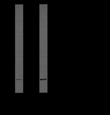 Western Blot: IL-1 beta/IL-1F2 Antibody (43N3D8) - Azide and BSA Free [NBP2-80793] - Analysis of full length human IL-1 beta recombinant protein (10ng/well) using IL1 beta Antibody (NBP2-27345) at 1:1000 (left lane) and 1:100 (right lane). Image from the standard format of this antibody.